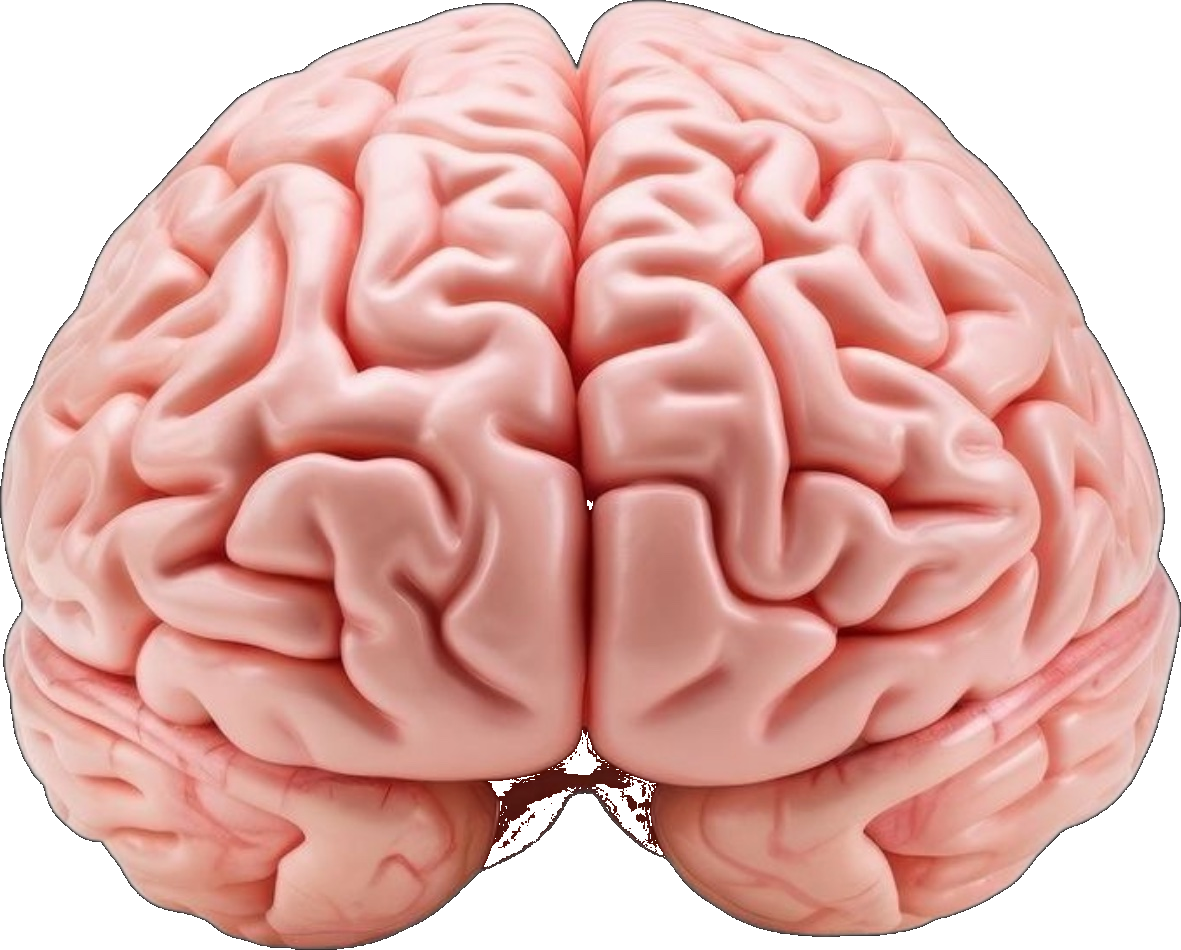 Brain